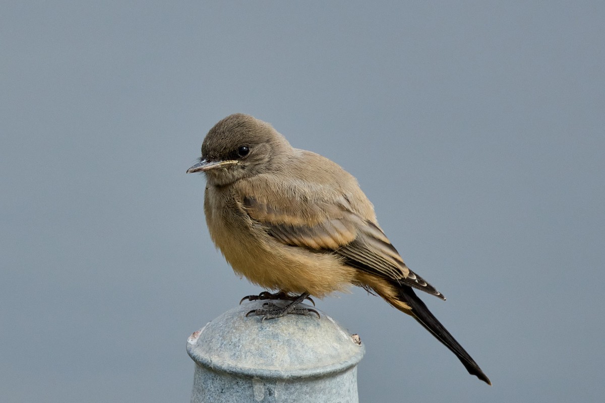 Say's Phoebe - Haruhiko Ishii