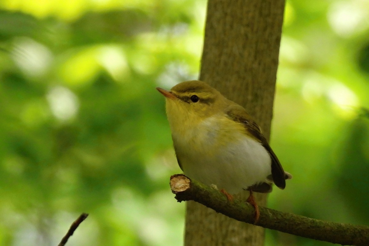 Wood Warbler - ML619294174