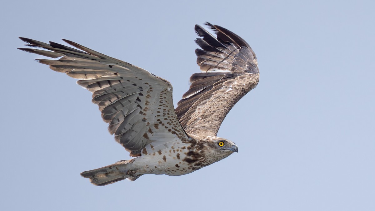 Short-toed Snake-Eagle - Simon Tonkin