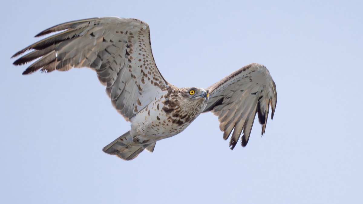 Short-toed Snake-Eagle - Simon Tonkin