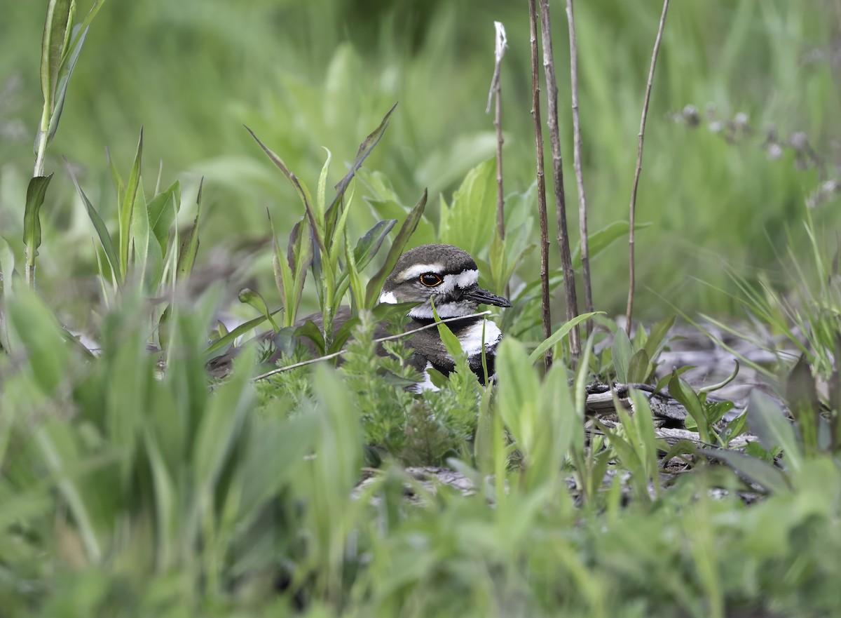 Killdeer - Charles Carlson