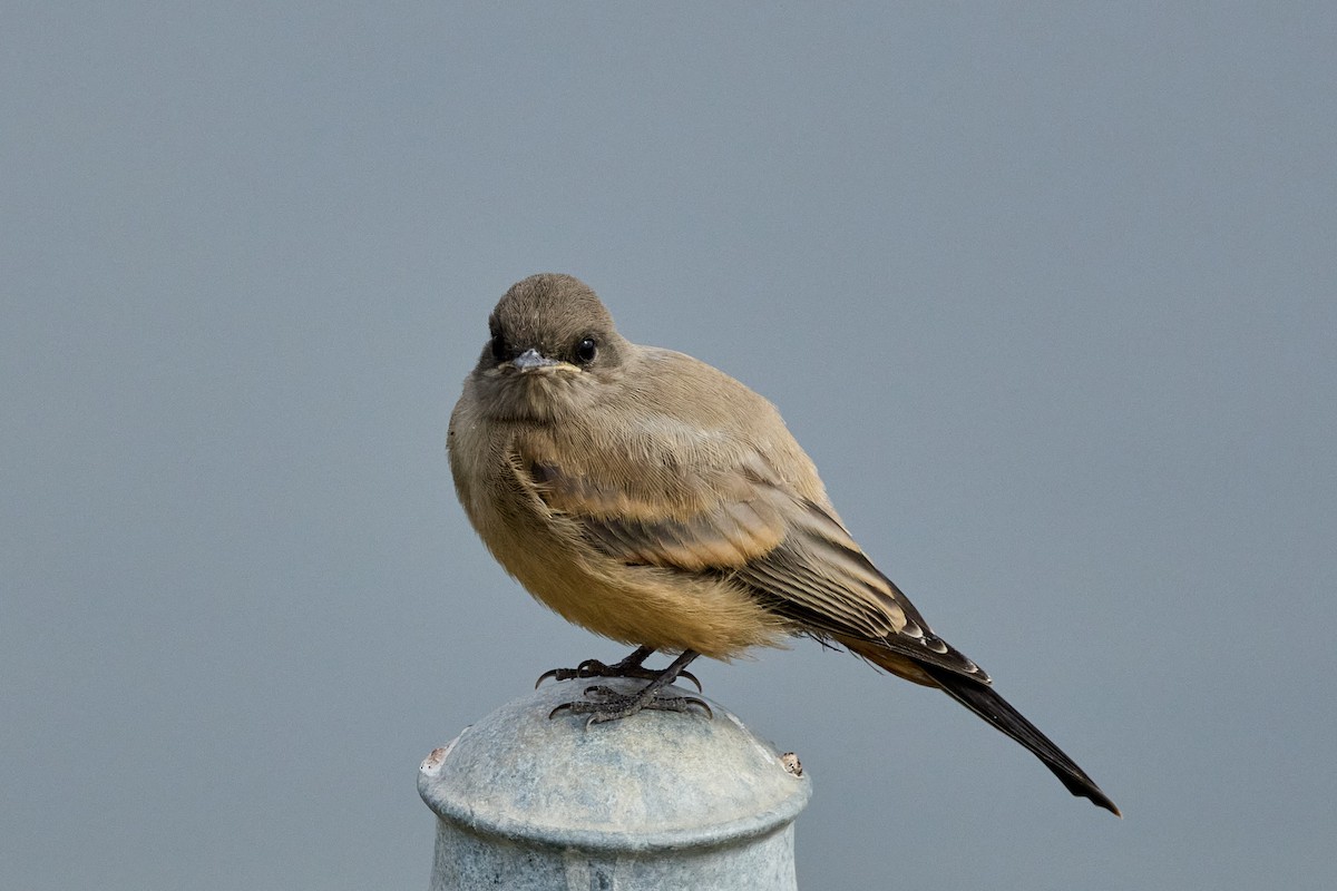 Say's Phoebe - ML619294185