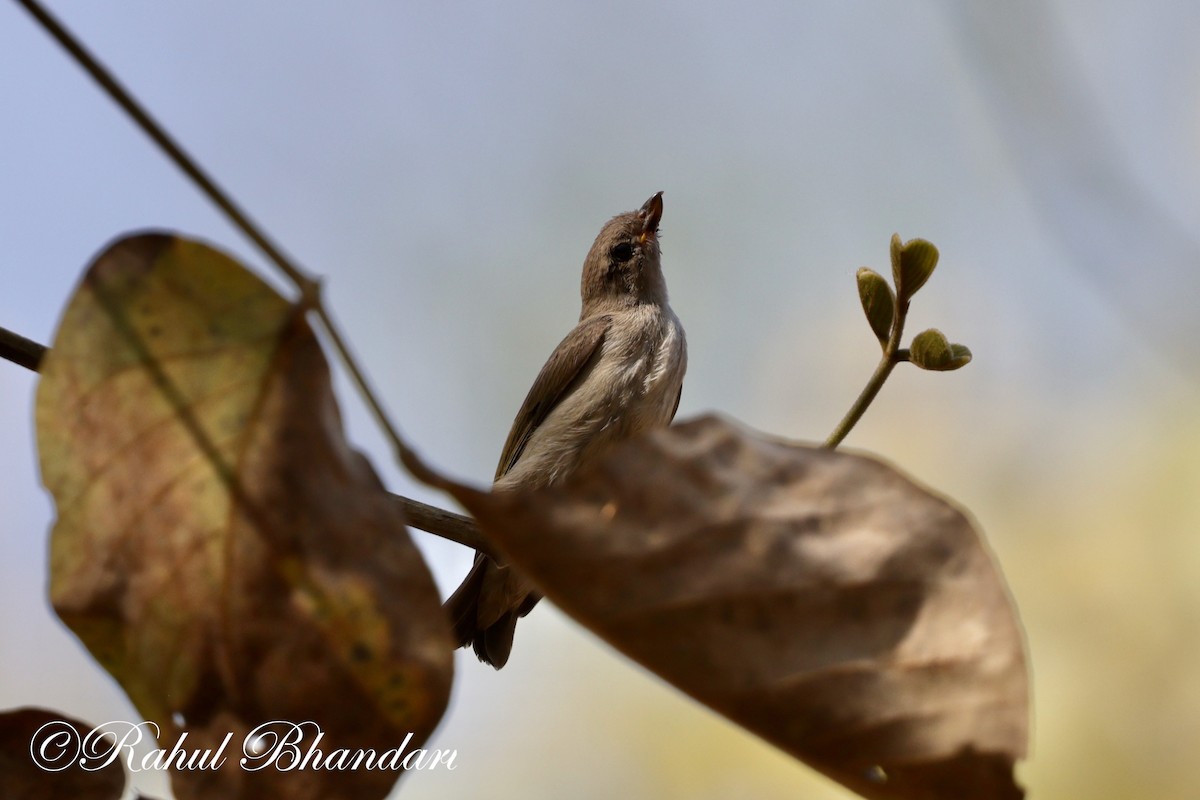 Yellow-throated Sparrow - Rahul Bhandari