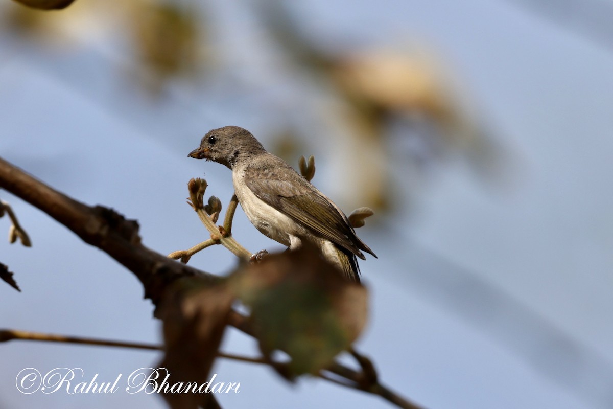 Yellow-throated Sparrow - Rahul Bhandari