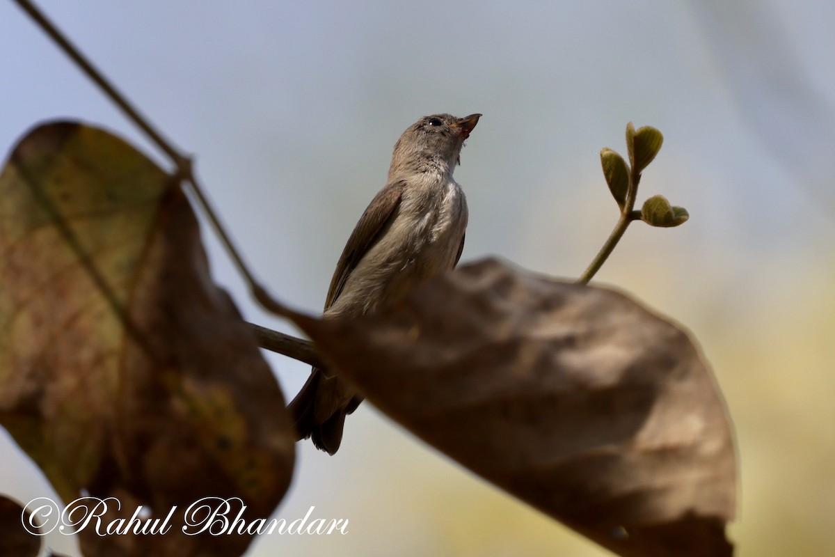 Yellow-throated Sparrow - Rahul Bhandari