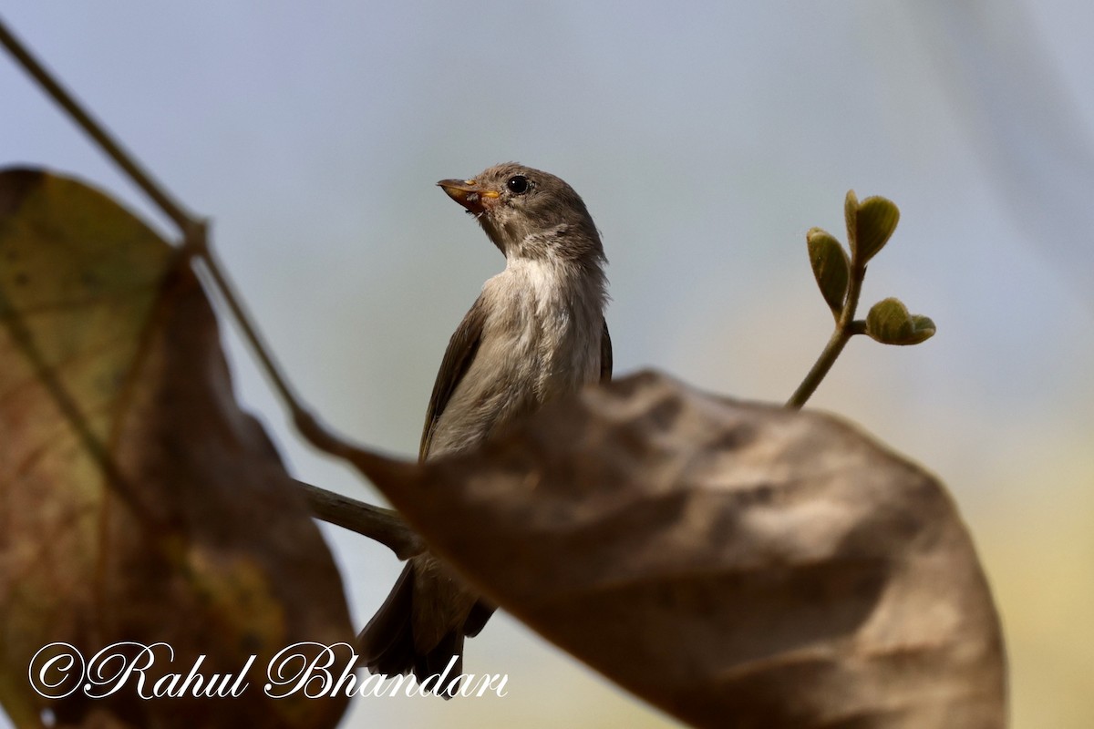 Yellow-throated Sparrow - Rahul Bhandari