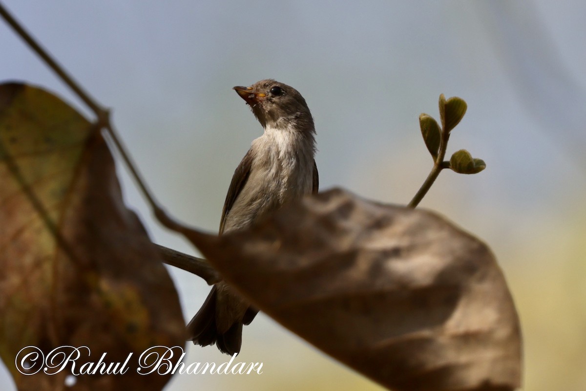 Yellow-throated Sparrow - Rahul Bhandari