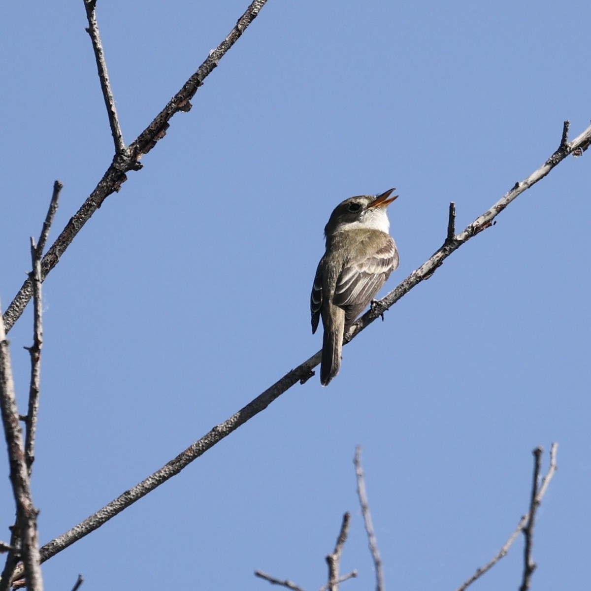 Willow Flycatcher - Michael Burkhart