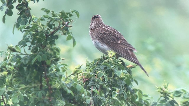 Eurasian Skylark - ML619294205