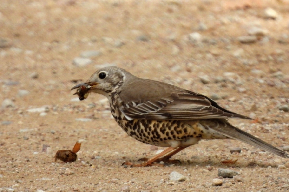 Mistle Thrush - ML619294211