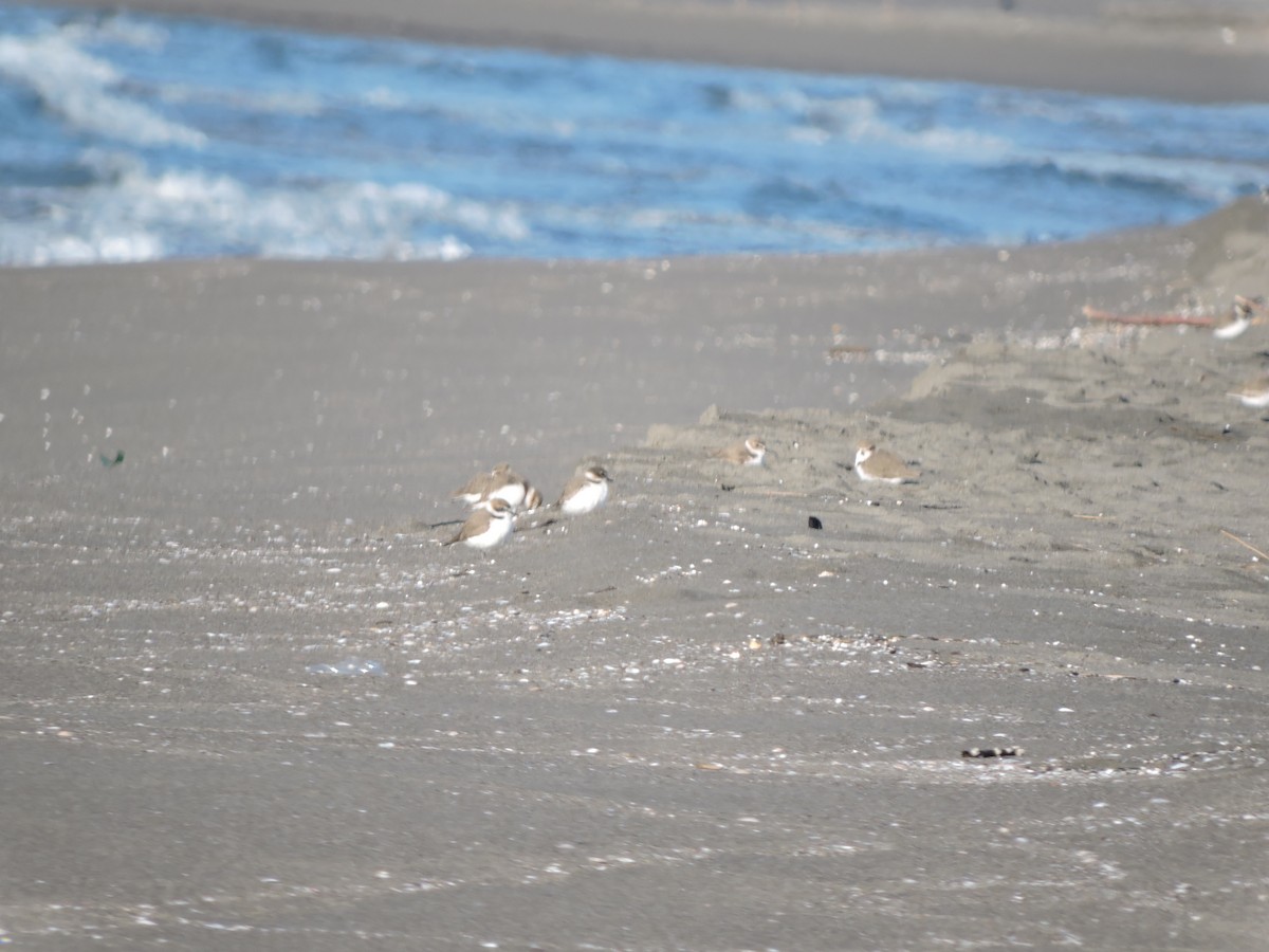 Kentish Plover - Vladislav Kurakhtenkov