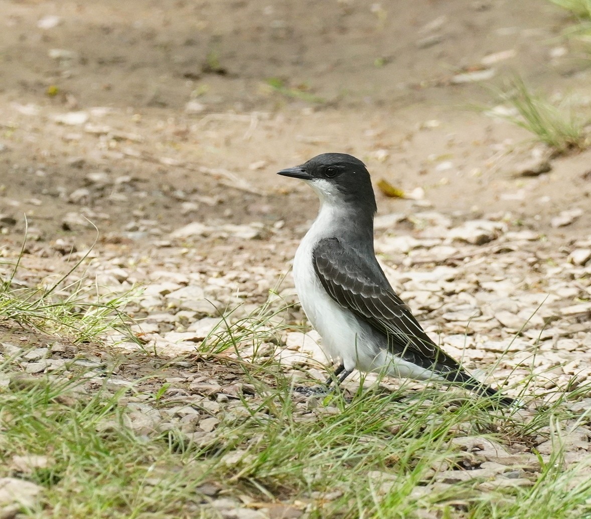 Eastern Kingbird - ML619294222