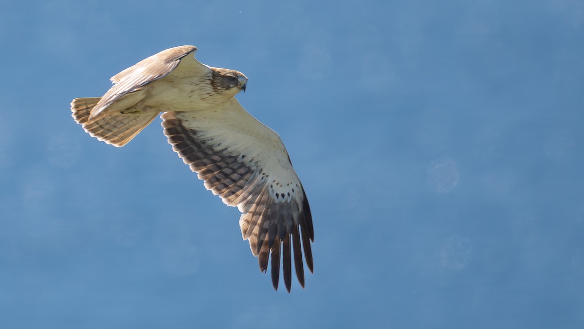 Booted Eagle - Simon Tonkin