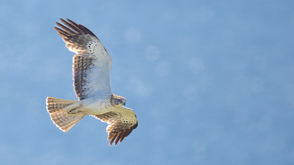 Booted Eagle - Simon Tonkin