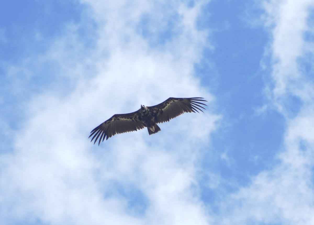 Cinereous Vulture - Sara Navarro