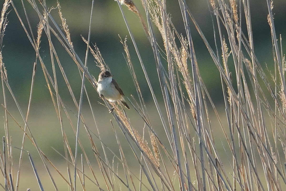 Common Reed Warbler - Ben Costamagna