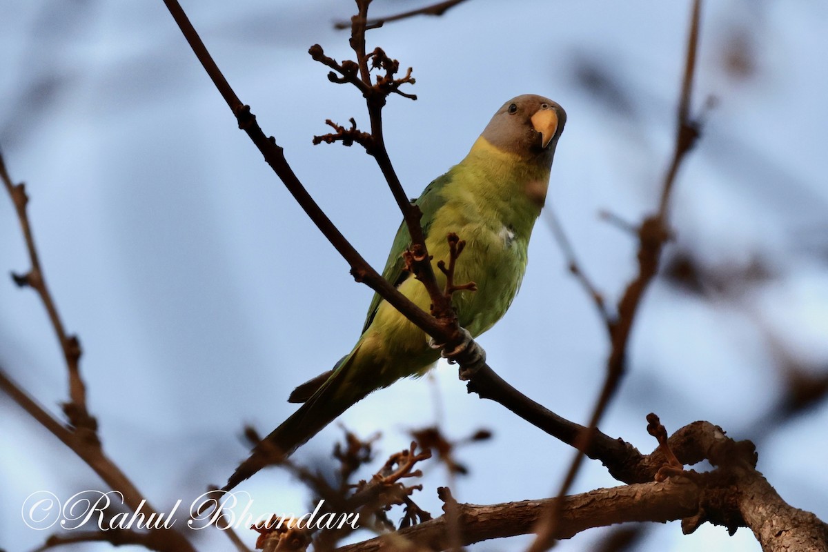 Plum-headed Parakeet - Rahul Bhandari