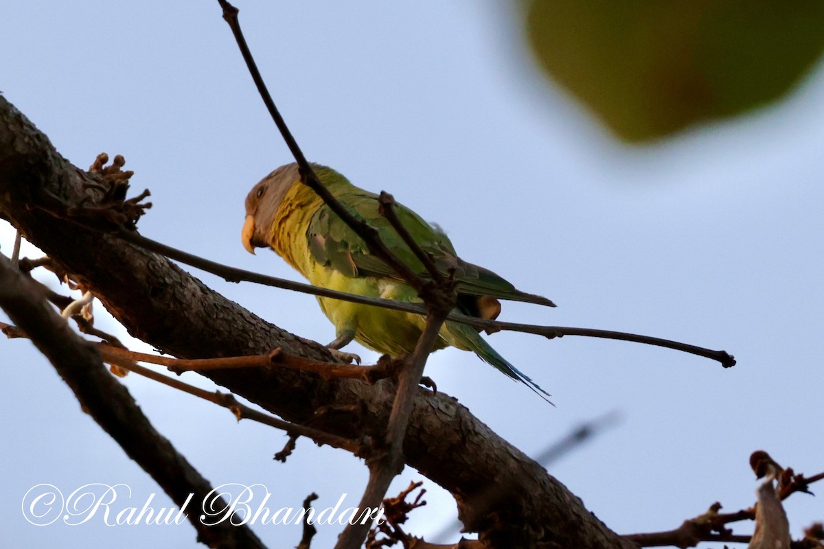 Plum-headed Parakeet - Rahul Bhandari