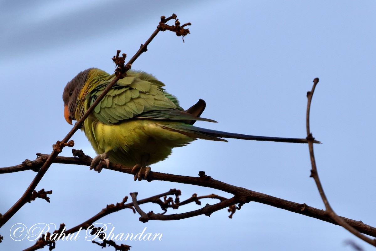 Plum-headed Parakeet - Rahul Bhandari