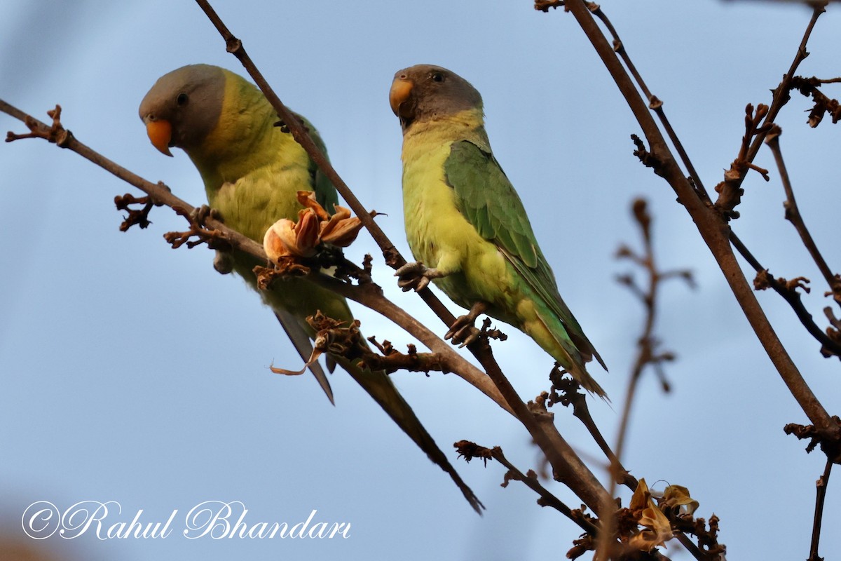 Plum-headed Parakeet - Rahul Bhandari