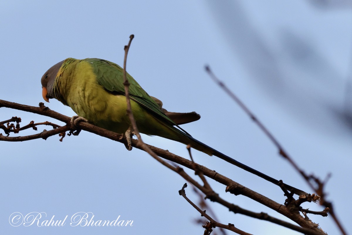 Plum-headed Parakeet - Rahul Bhandari