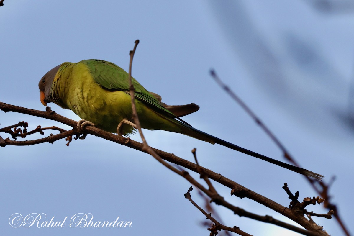 Plum-headed Parakeet - Rahul Bhandari