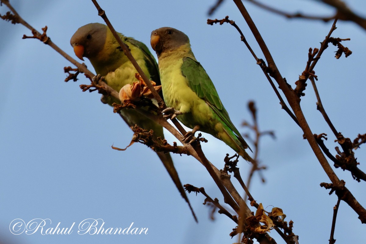 Plum-headed Parakeet - Rahul Bhandari