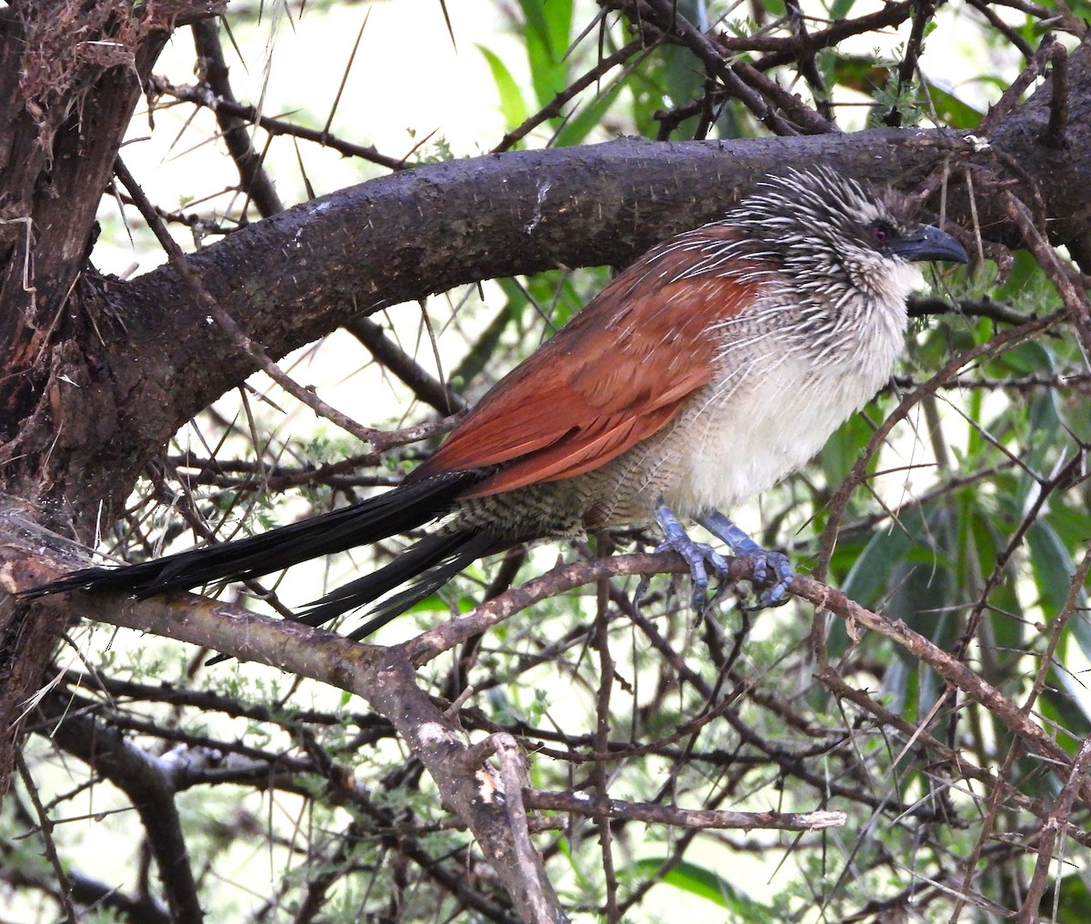 White-browed Coucal - Lynn Scarlett