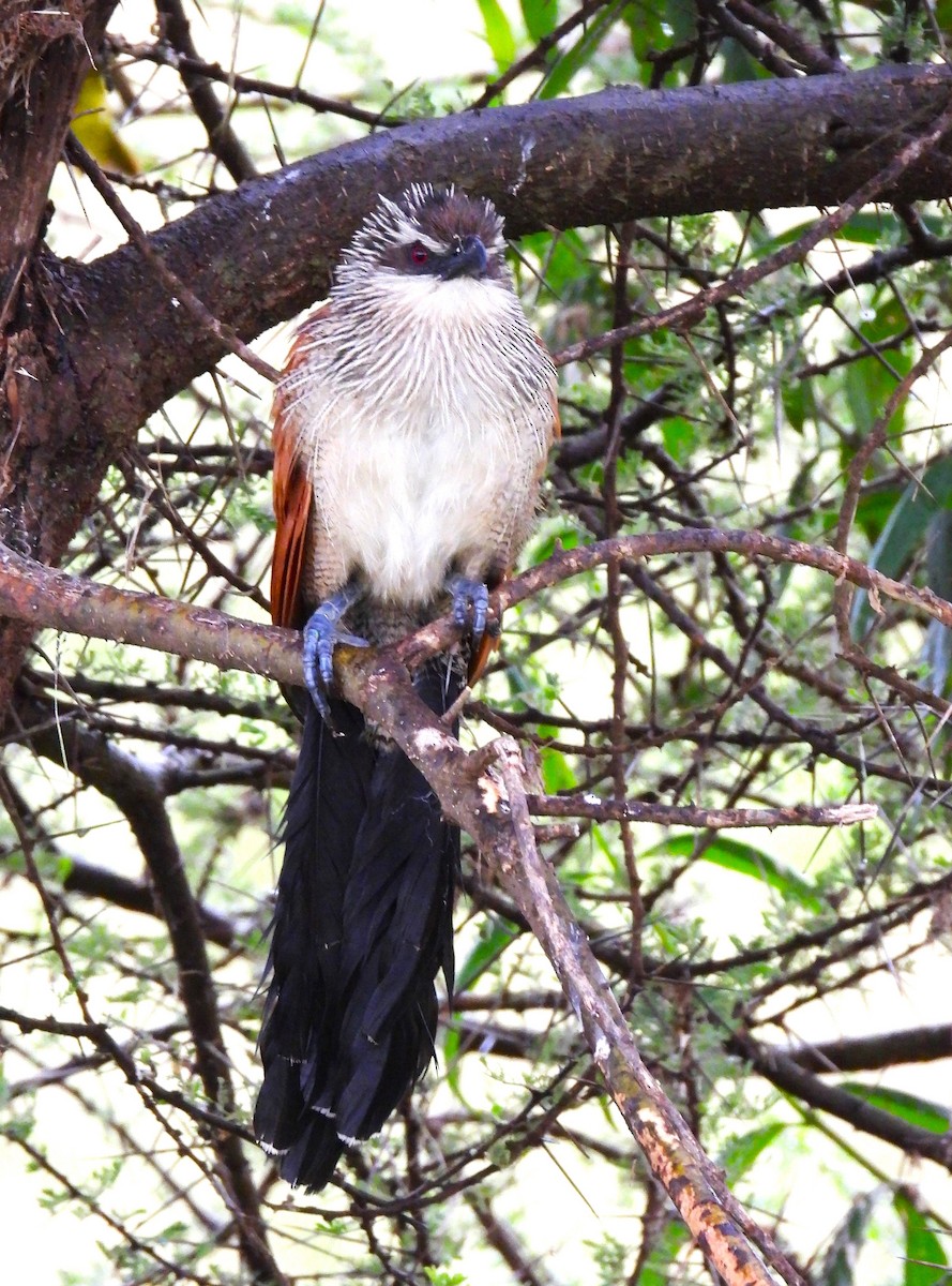 Coucal à sourcils blancs - ML619294292