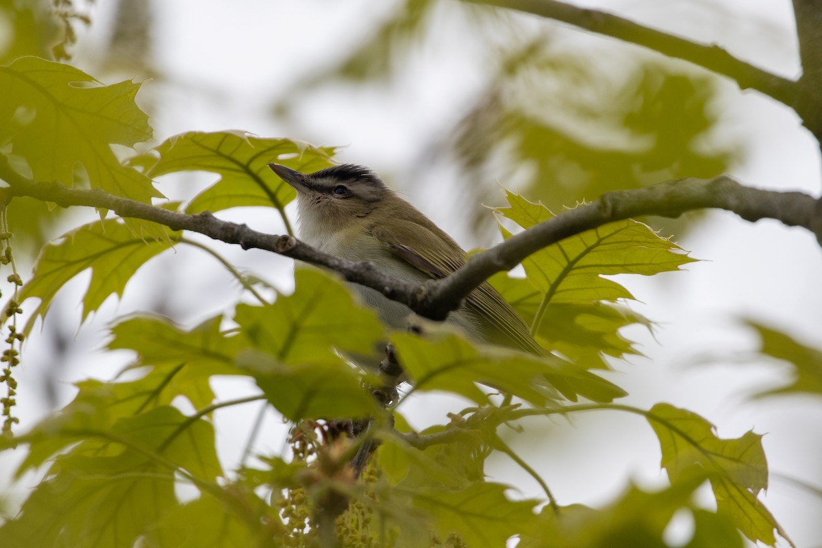 Red-eyed Vireo - Anna Thaenert