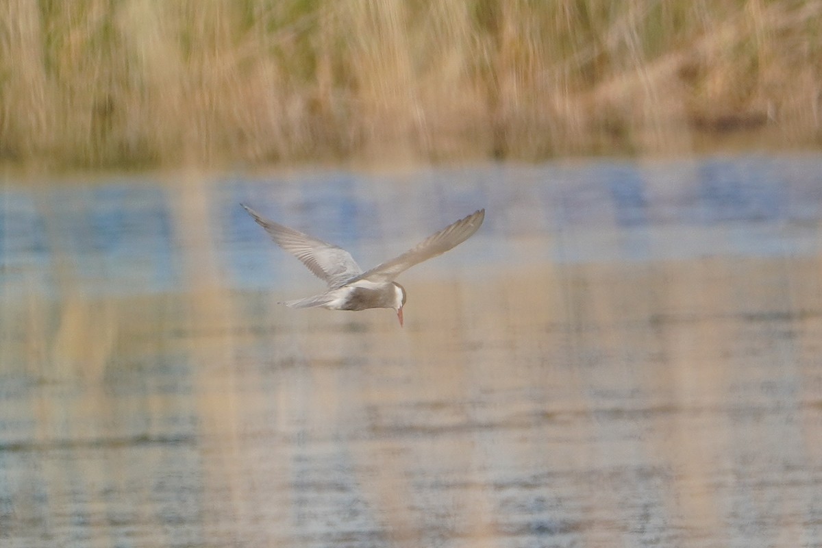 Whiskered Tern - Ben Costamagna