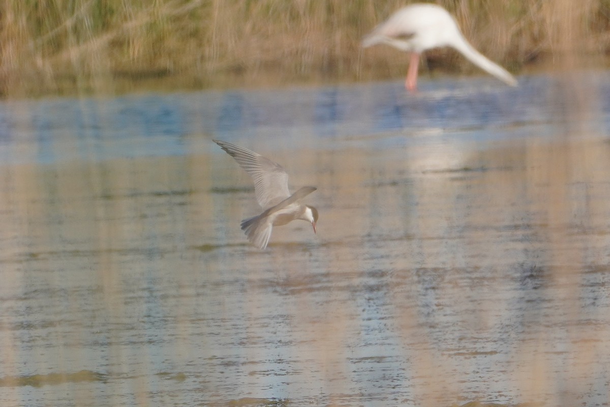 Whiskered Tern - Ben Costamagna