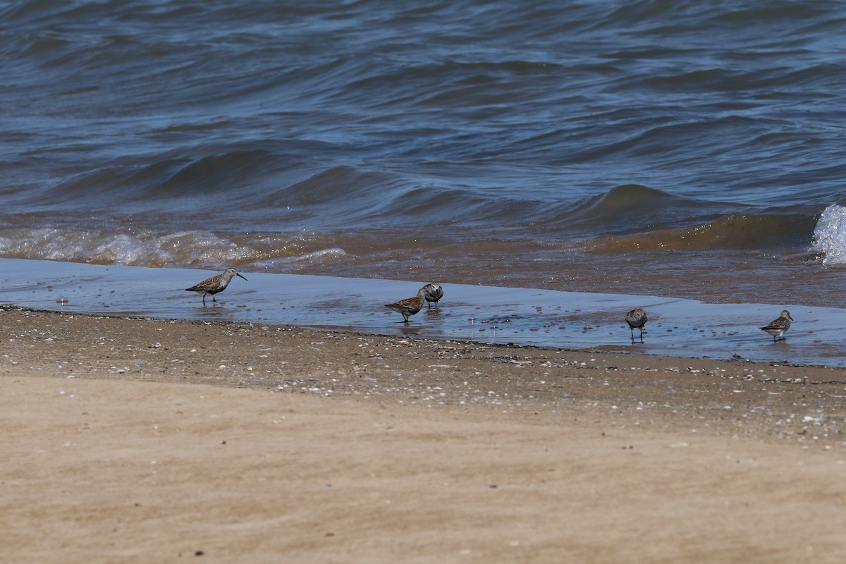 Dunlin - Susan Szeszol