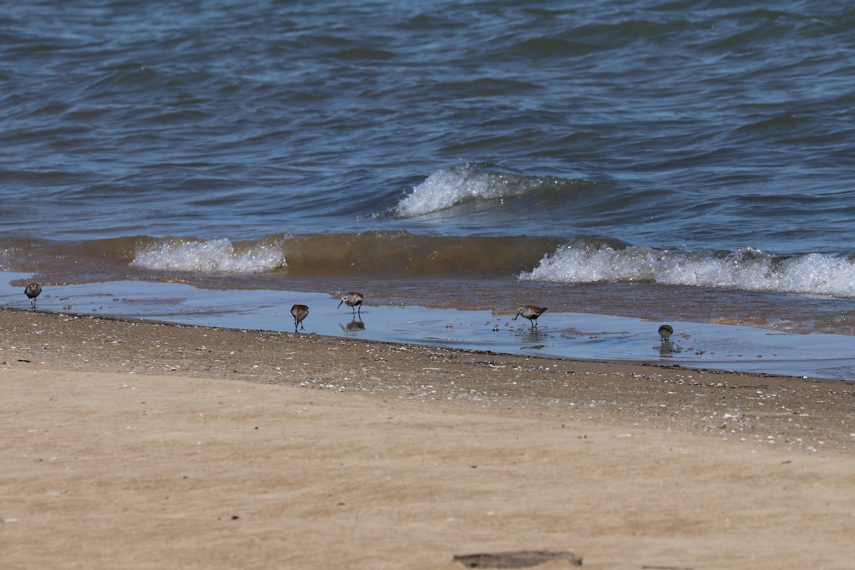 Dunlin - Susan Szeszol