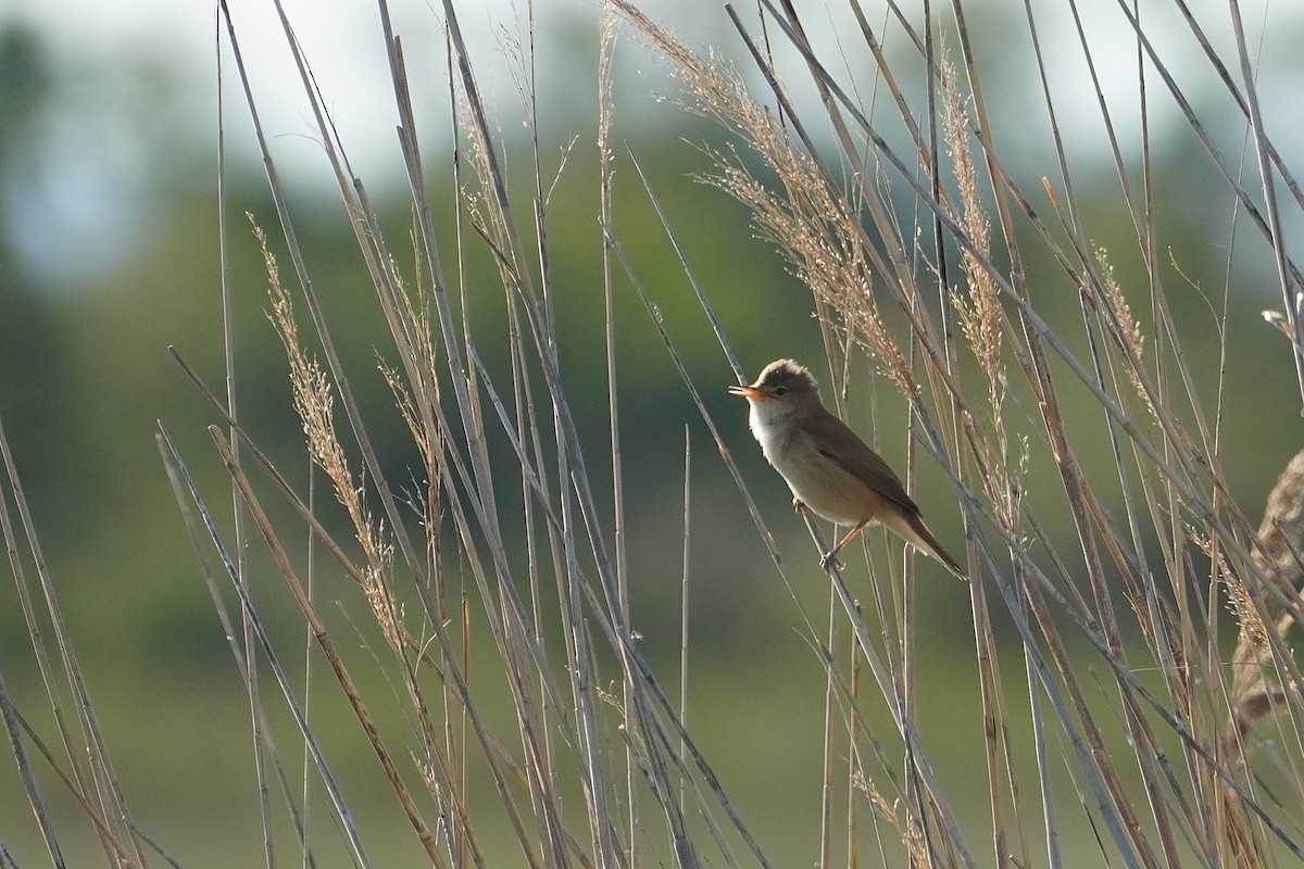 Common Reed Warbler - Ben Costamagna