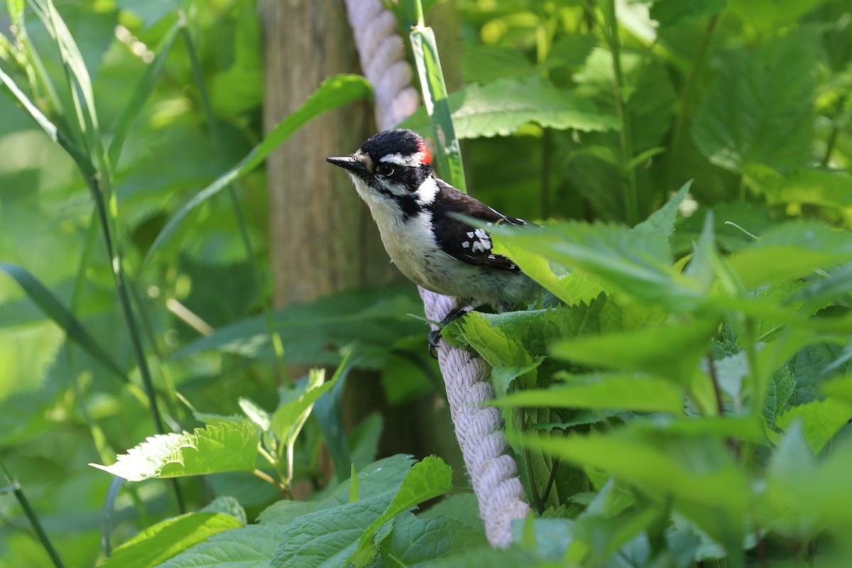 Downy Woodpecker - Susan Szeszol