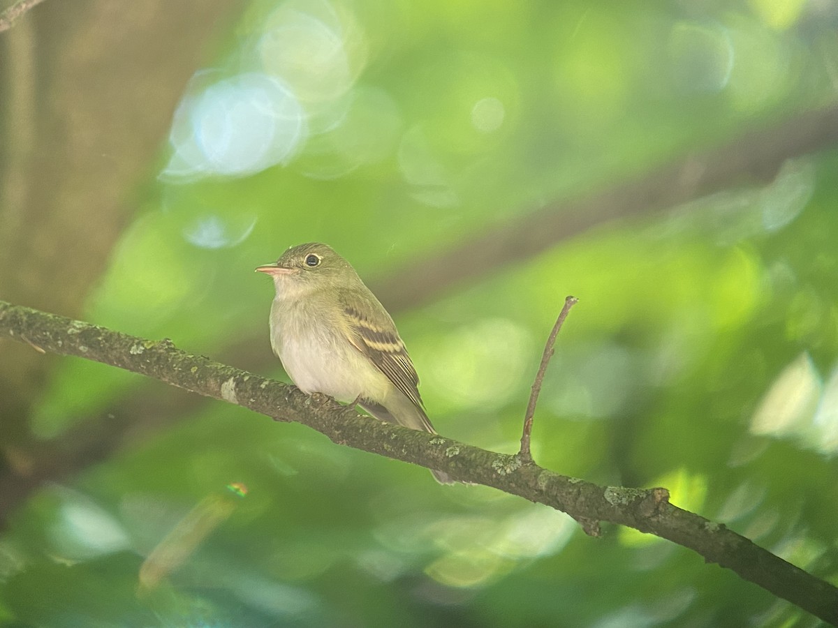 Acadian Flycatcher - ML619294339