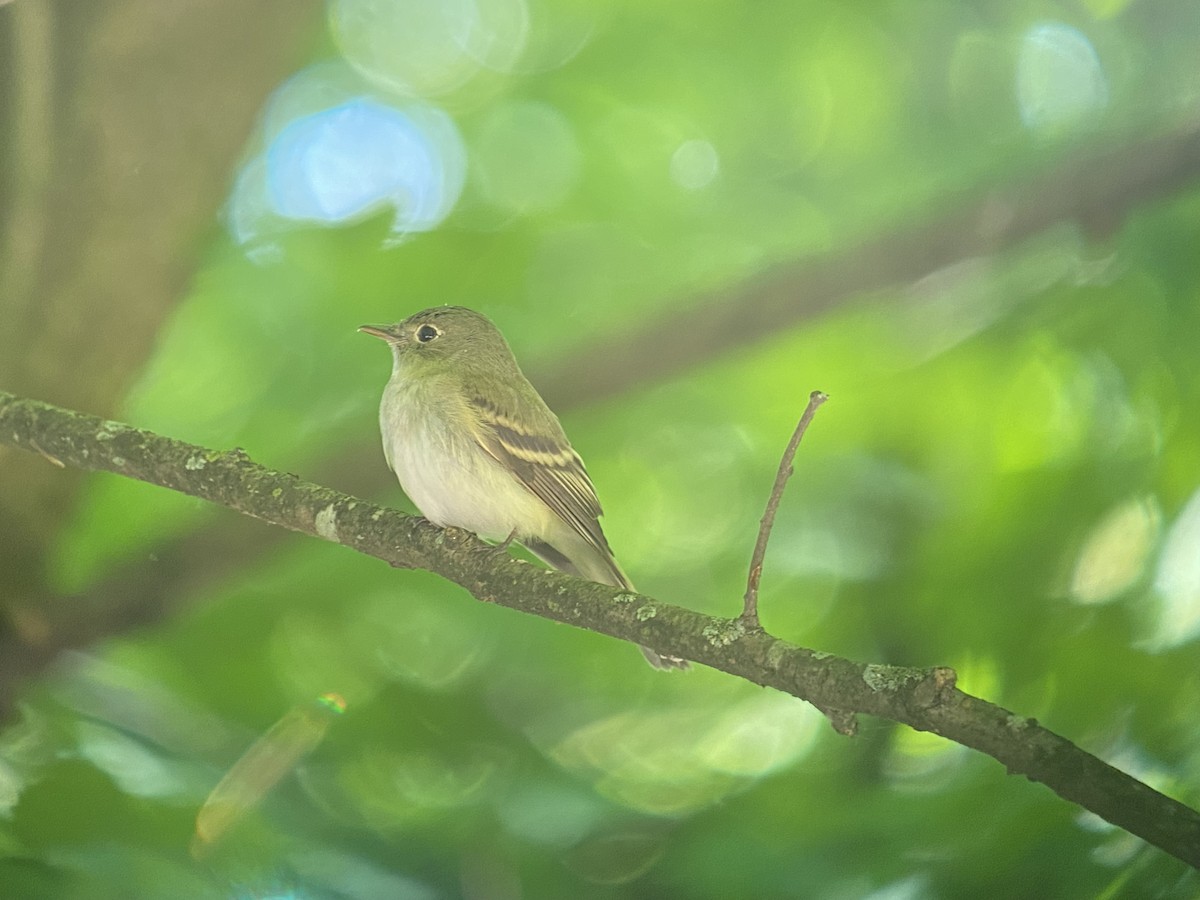 Acadian Flycatcher - Aaron Nisley