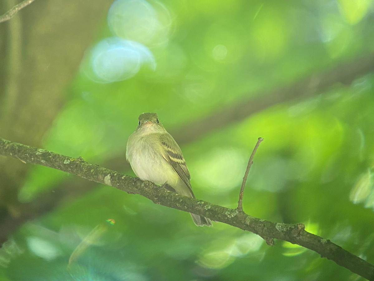 Acadian Flycatcher - ML619294342