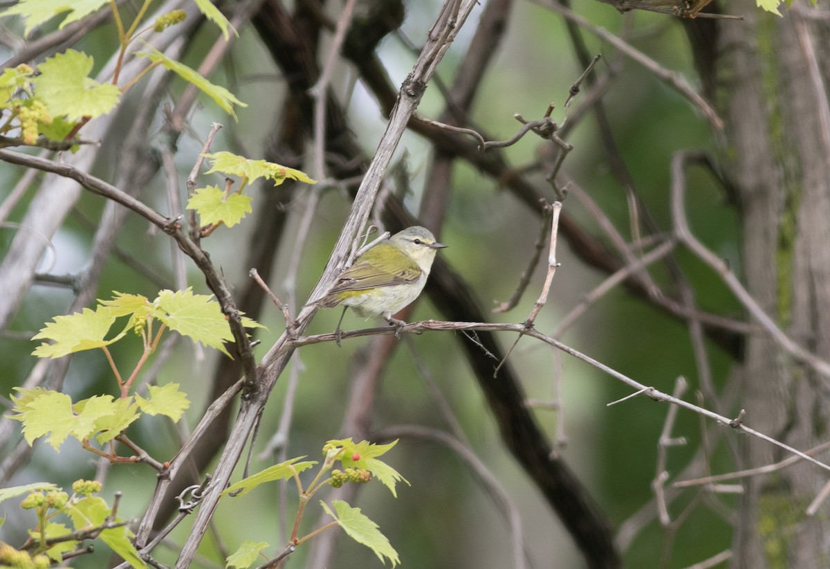 Tennessee Warbler - Mike Fialkovich