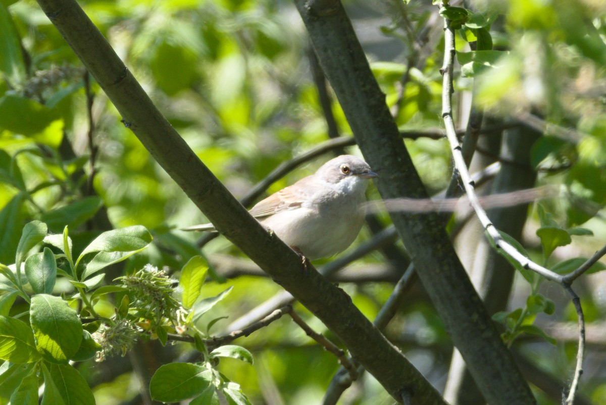 Greater Whitethroat - ML619294353