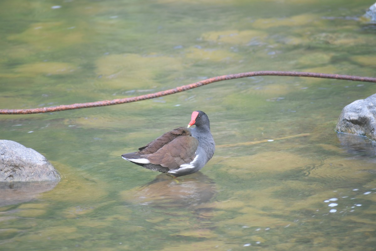 Common Gallinule - Gabriel García