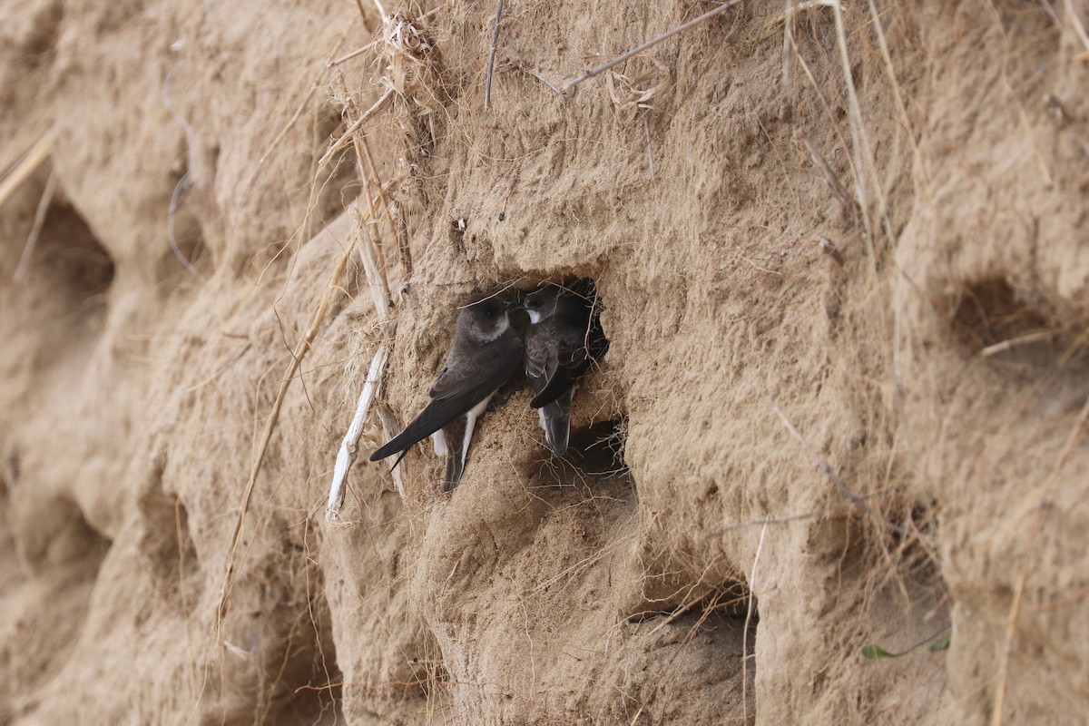 Bank Swallow - Susan Szeszol