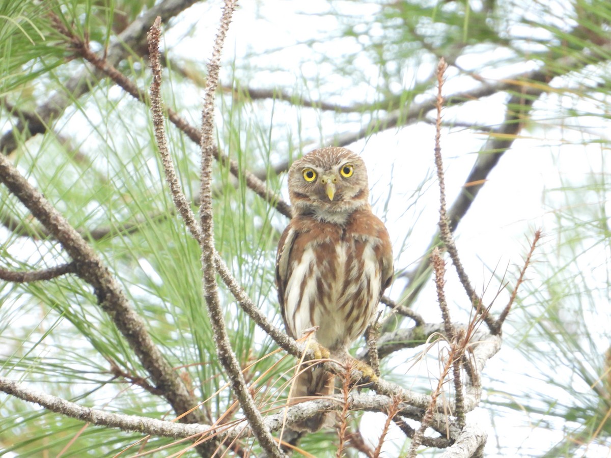Ferruginous Pygmy-Owl - Joel Amaya (BirdwatchingRoatan.com)