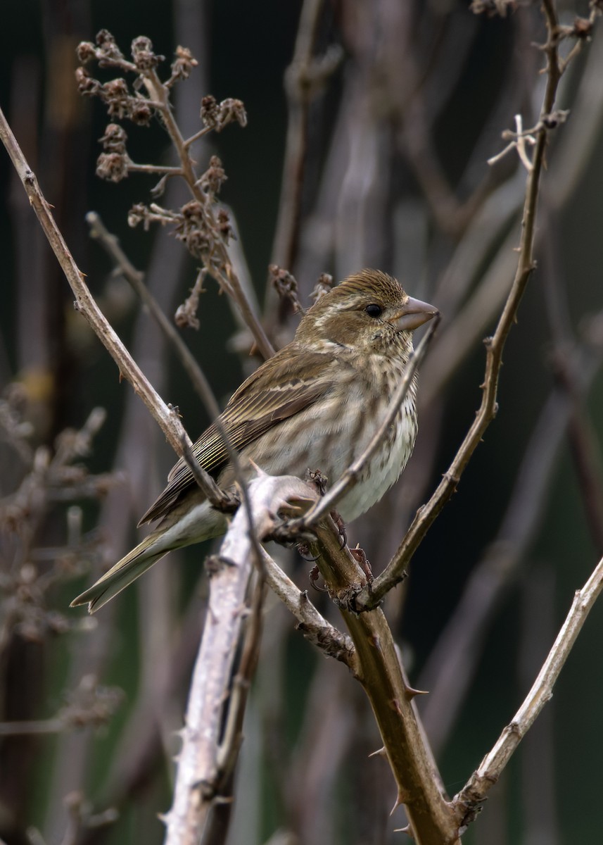 Purple Finch - Arlen Price