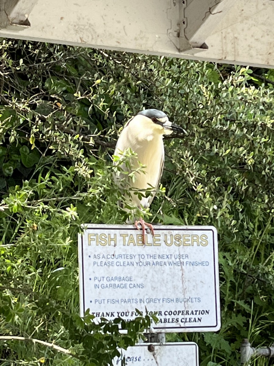 Black-crowned Night Heron - Lola Ross