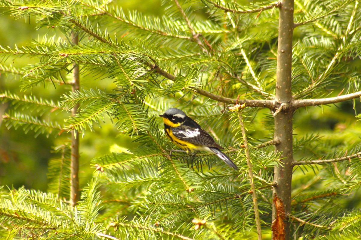 Magnolia Warbler - Calista Cousineau