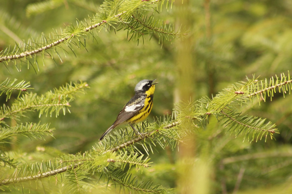 Magnolia Warbler - Calista Cousineau