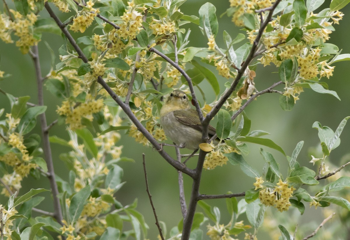 Tennessee Warbler - Mike Fialkovich