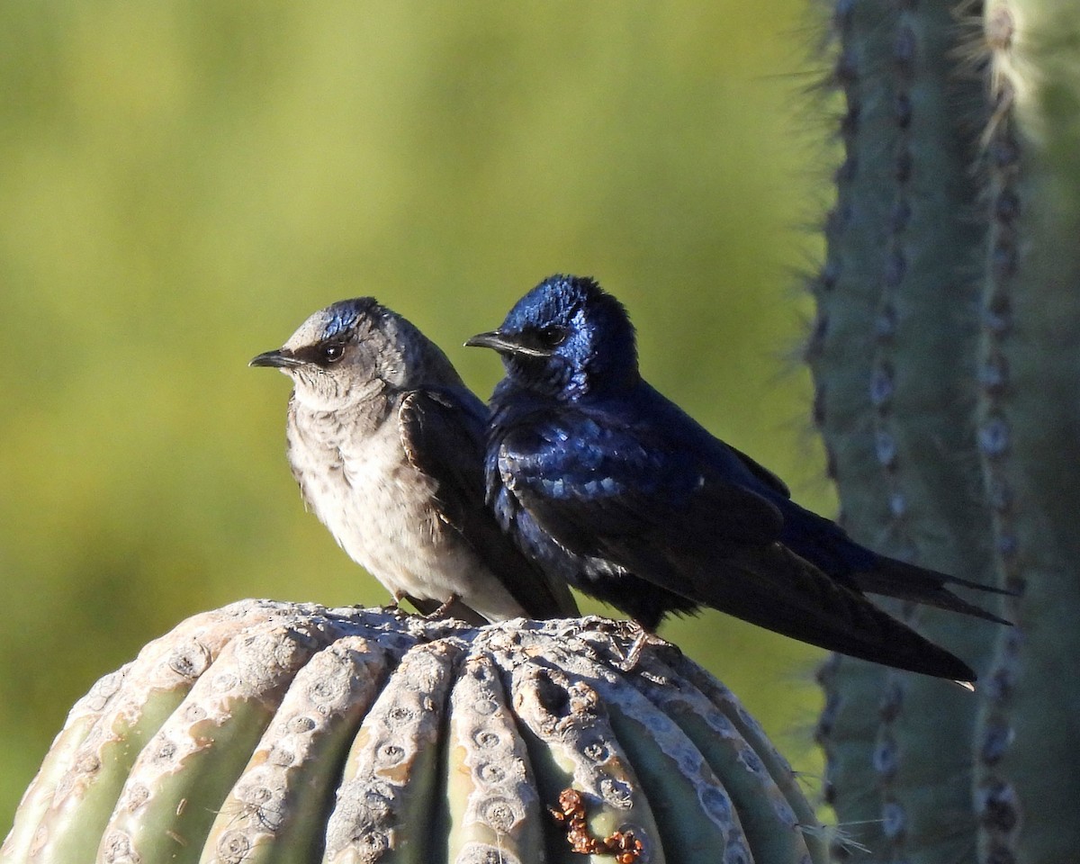 Purple Martin - ML619294396